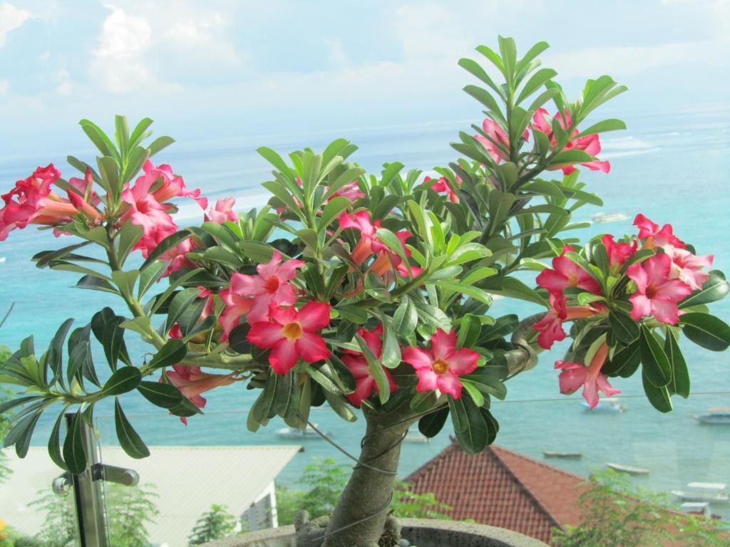 Lembongan Harmony Villas Room photo